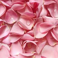 pink rose petals